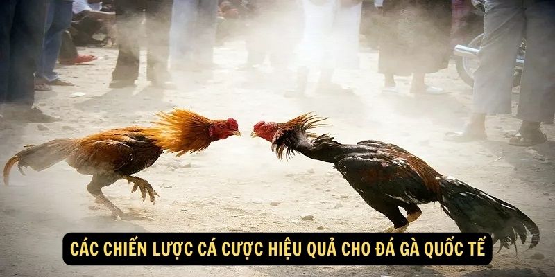 Các chiến lược cá cược hiệu quả cho đá gà quốc tế