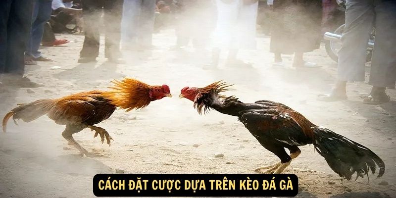 Cách đặt cược dựa trên kèo đá gà