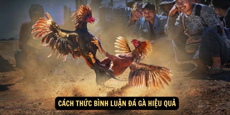 Cách thức bình luận đá gà hiệu quả