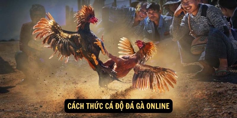 Cách thức cá độ đá gà online