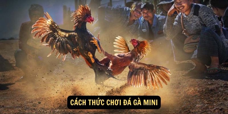 Cách thức chơi đá gà mini