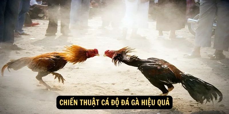 Chiến thuật cá độ đá gà hiệu quả