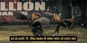 Da ga quoc te Tong quan ve hinh thuc ca cuoc nay