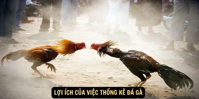 Lợi ích của việc thống kê đá gà