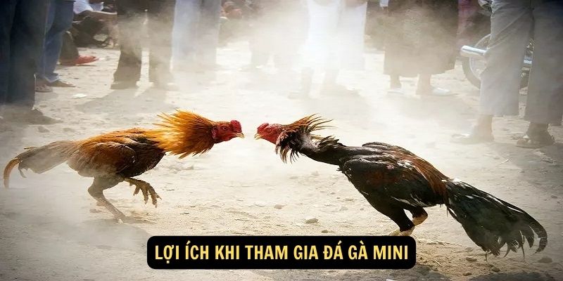 Lợi ích khi tham gia đá gà mini