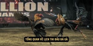 Tong quan ve lich thi dau da ga